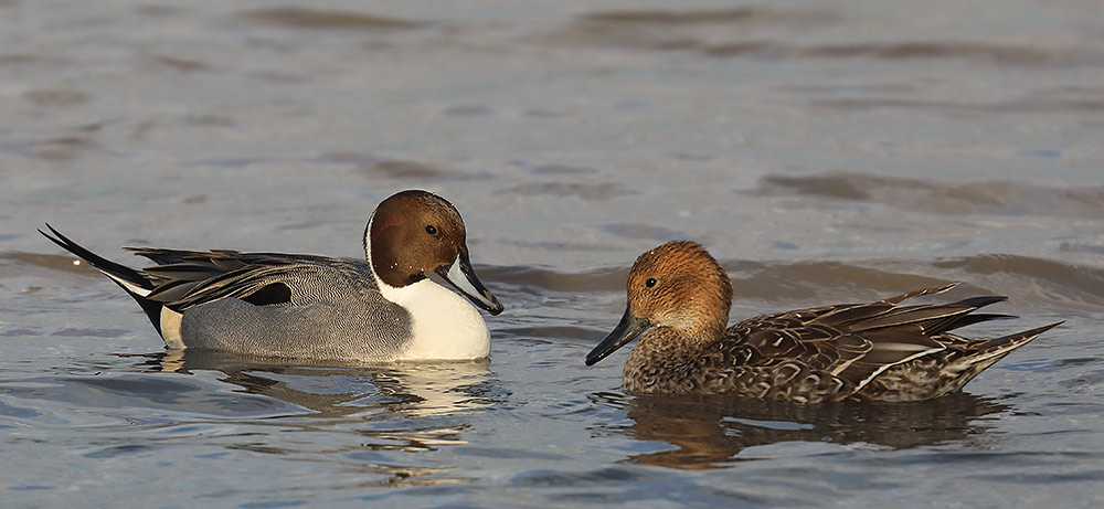 pintails